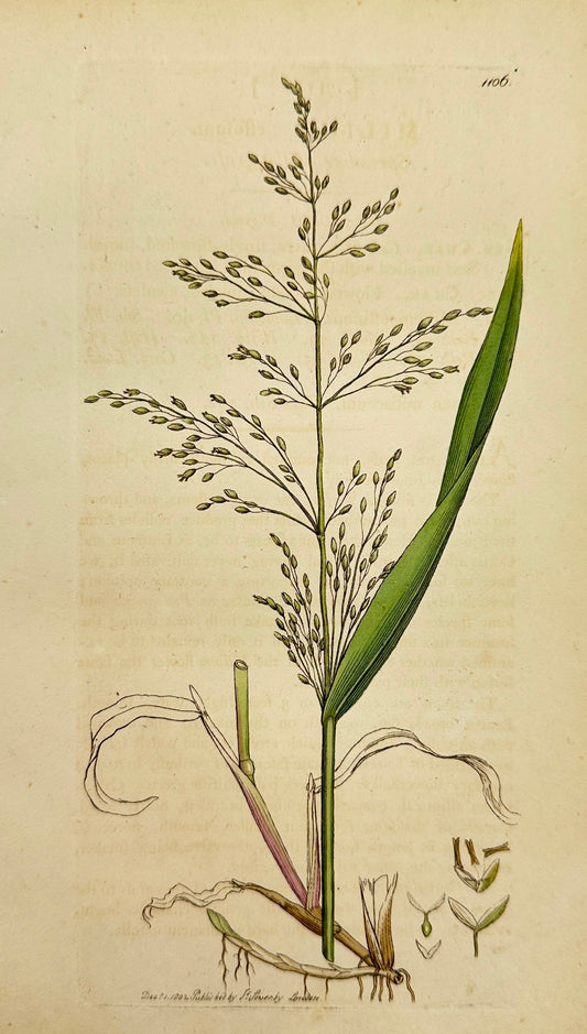 Antique Botanical Print - James Sowerby - Milium Effusum - Wood Millet - F1