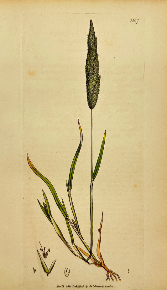Antique Print - James Sowerby - Milium Lendigerum - Panick Millet-grass - F1