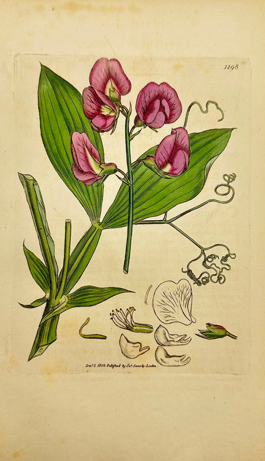 Antique Print - James Sowerby - Lathyrus Latifolius - Perennial Pea - F1