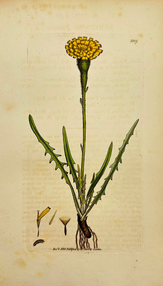 Antique Print - James Sowerby - Hedypnois Taraxici - Common Hawkweed - F1
