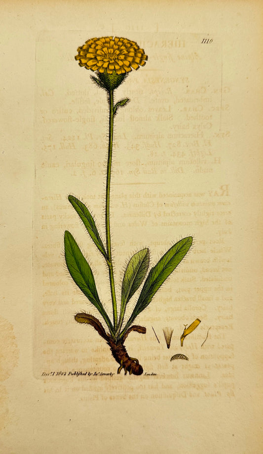 Antique Print - James Sowerby - Hieracium Alpinum - Alpine Hawkweed - F1