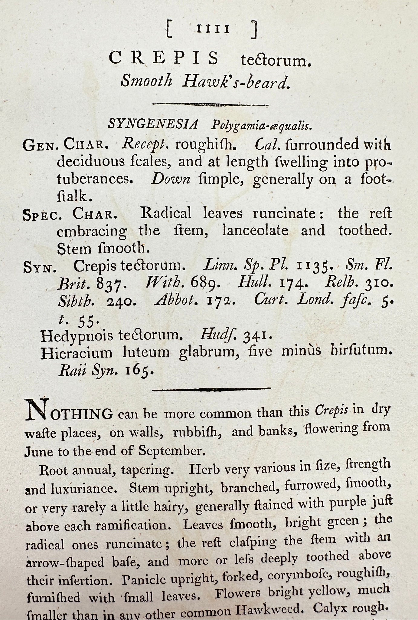 Antique Print - James Sowerby - Crepis Tectorum - Smooth Hawk's-beard - F1