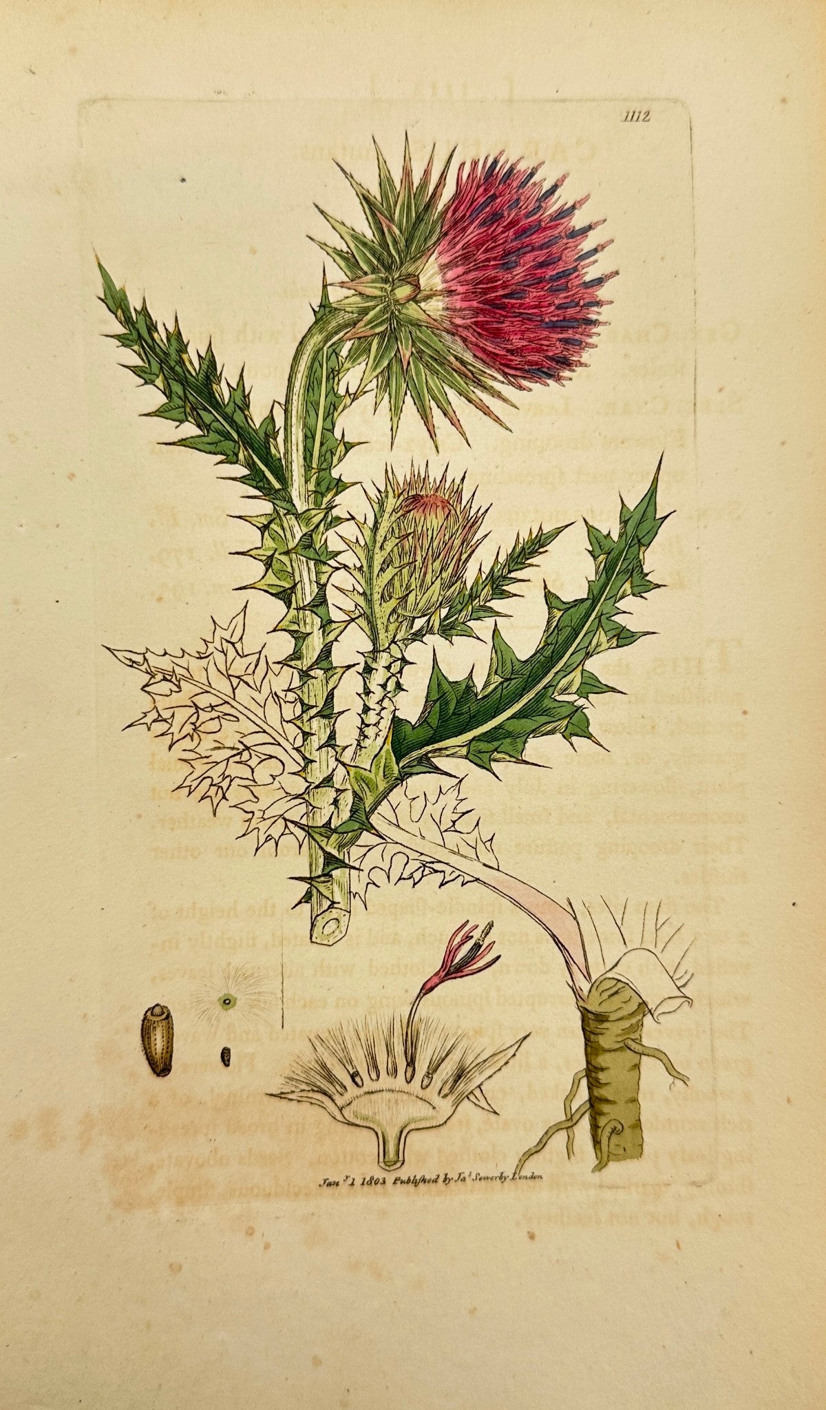 Antique Botanical Print - James Sowerby - Carduus Nutans - Musk Thistle - F1