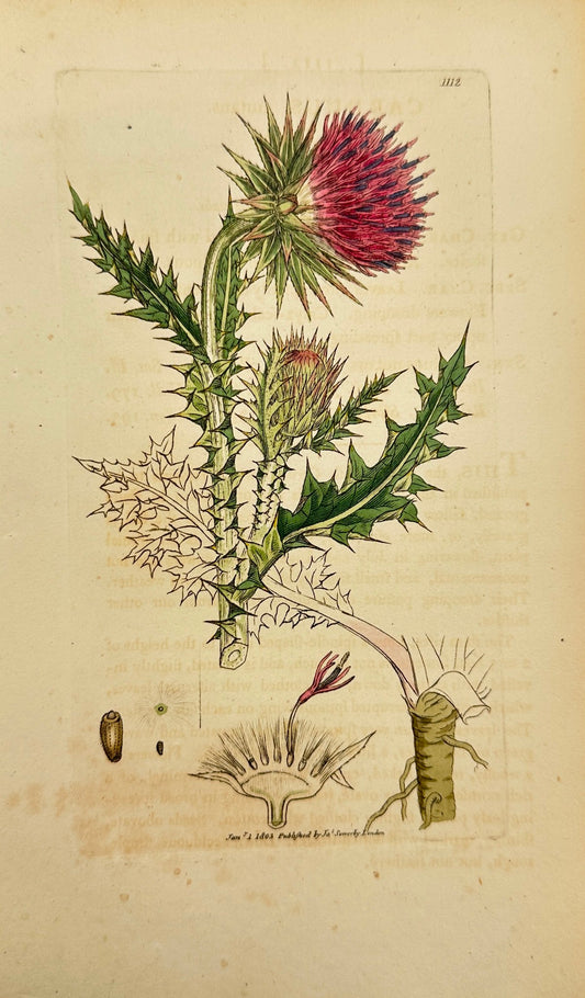 Antique Botanical Print - James Sowerby - Carduus Nutans - Musk Thistle - F1