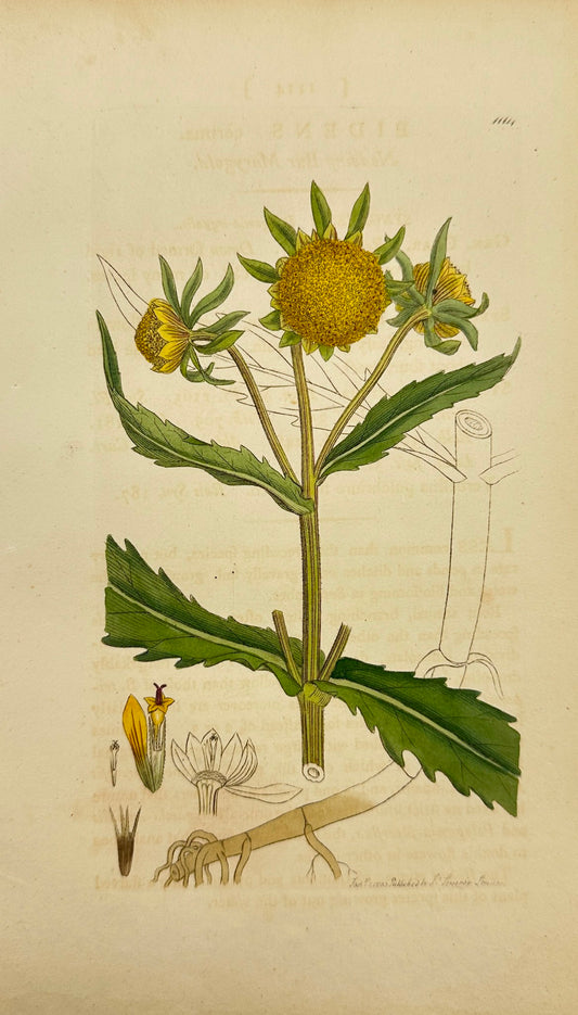 Antique Print - James Sowerby - Bidens Cernua - Nodding Beggarticks - F1
