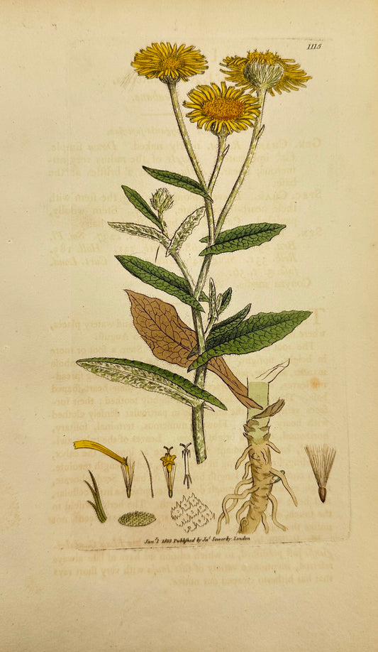 Antique Print - James Sowerby - Inula Dysenterica - Common Fleabane - F1