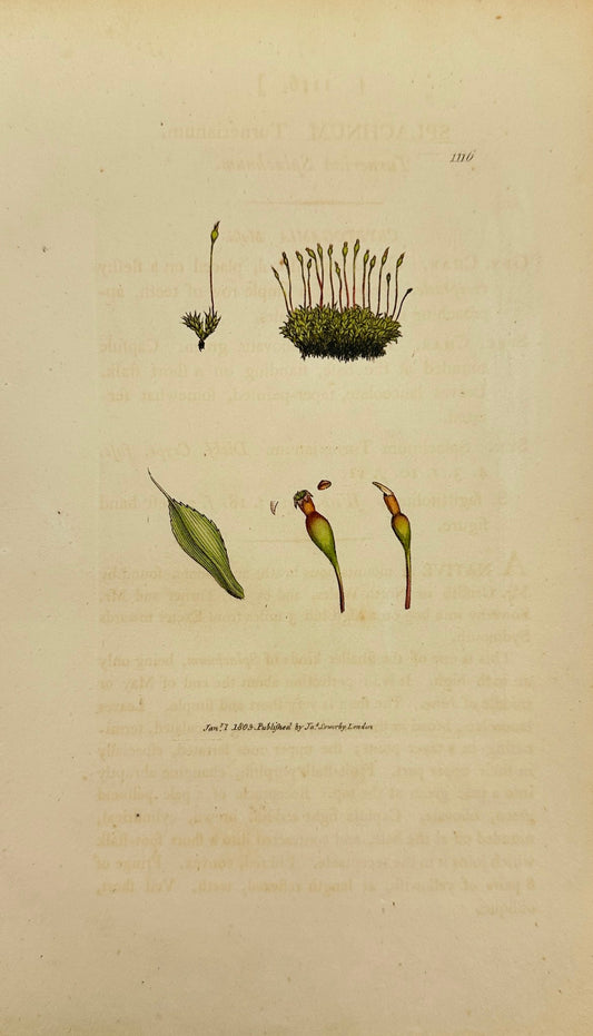 Antique Print - James Sowerby - Splachnum Turnerianum - Turner's Screw-moss - F1