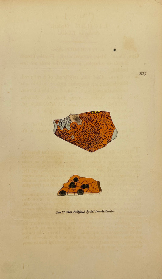 Antique Botanical Print - James Sowerby - Lichen Oederi - Oederian Lichen - F1