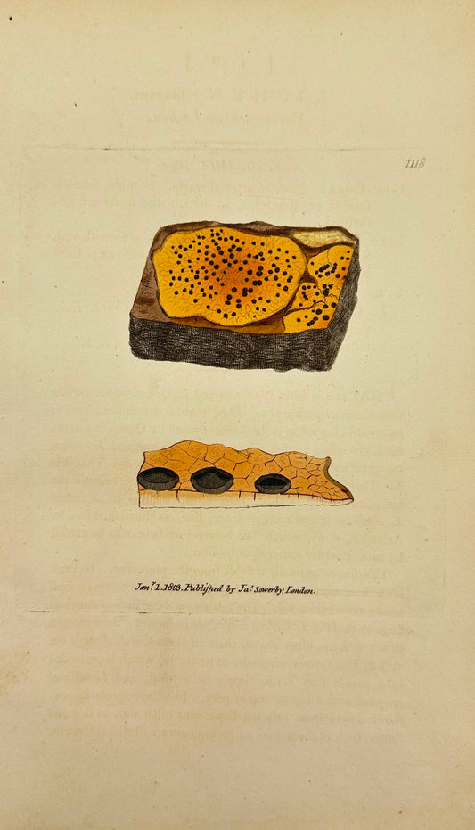 Antique Print - James Sowerby - Lichen Filaceus - Filamentous Lichen - F1