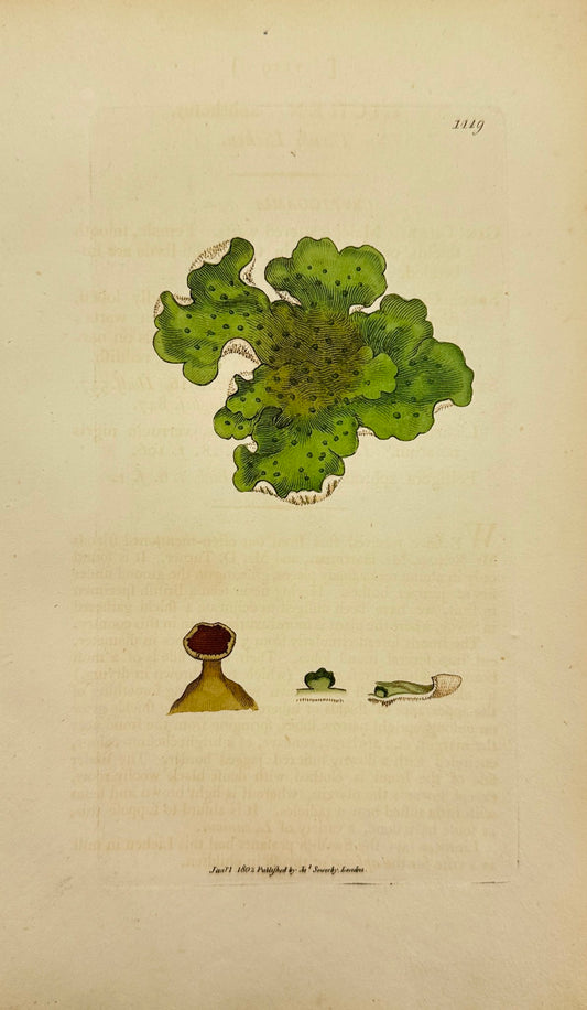 Antique Print - James Sowerby - Lichen Aphthosus - Apothecium Lichen - F1