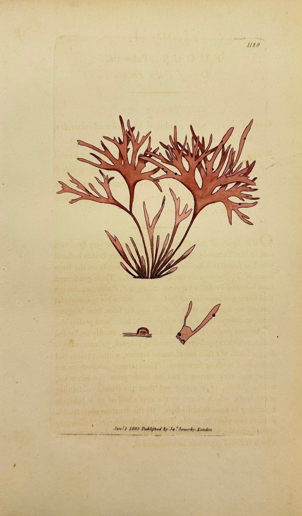 Antique Botanical Print - James Sowerby - Fucus Palmetta - Dwarf Palm Fucus - F1