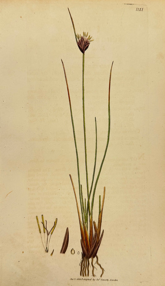 Antique Print - James Sowerby - Schoenus Nigricans - Black Bog-rush - F1