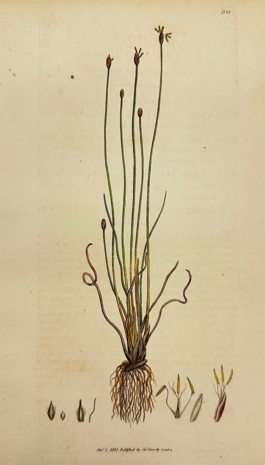 Antique Print - James Sowerby - Scirpus Pauciflorus - Few-Flowered bulrush - F1