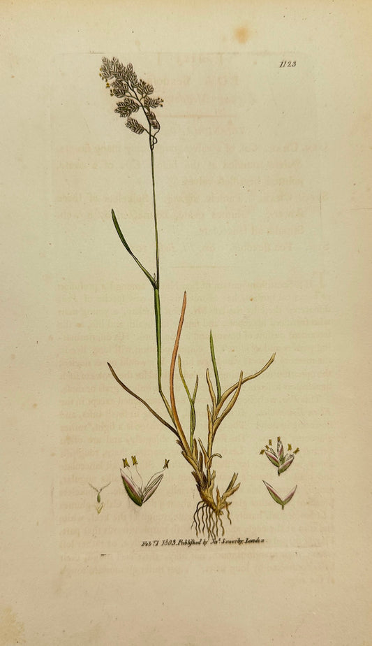 Antique Print - James Sowerby - Poa Flexuosa - Zigzag Meadow-grass - F1