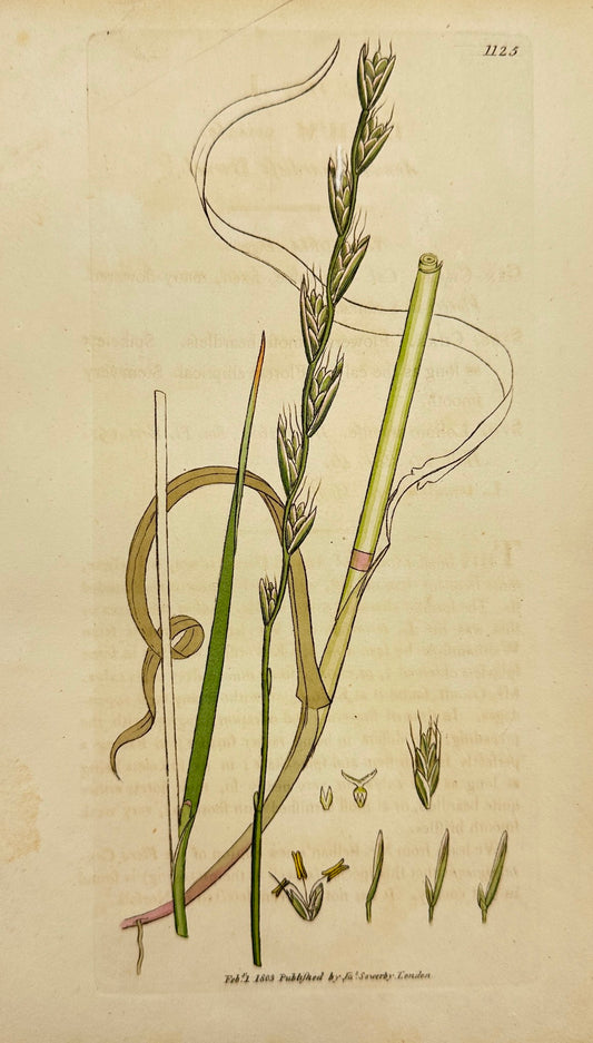 Antique Print - James Sowerby - Lolium Arvense - Perennial Ryegrass - F1