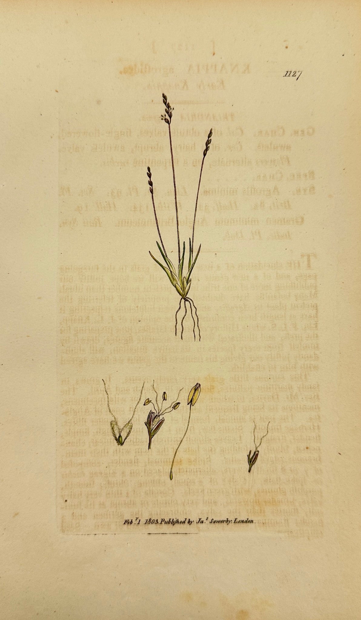 Antique Print - James Sowerby - Knappia Agrostidea - Early Knappia - F1