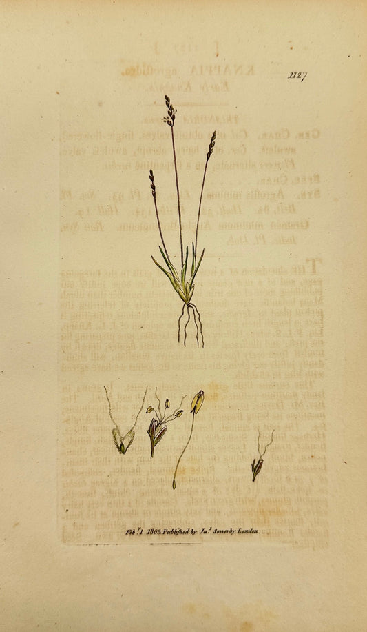 Antique Print - James Sowerby - Knappia Agrostidea - Early Knappia - F1