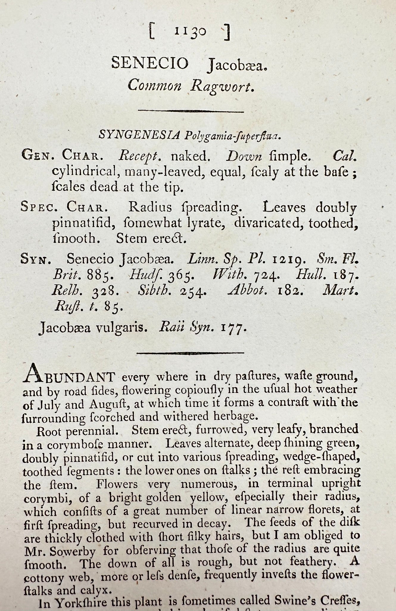 Antique Print - James Sowerby - Senecio Jacobaea - Common Ragwort - F1