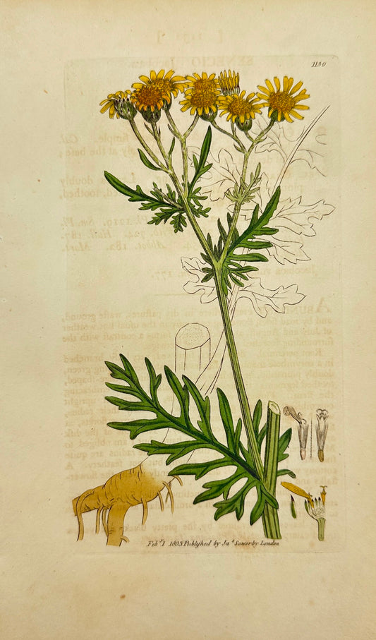 Antique Print - James Sowerby - Senecio Jacobaea - Common Ragwort - F1
