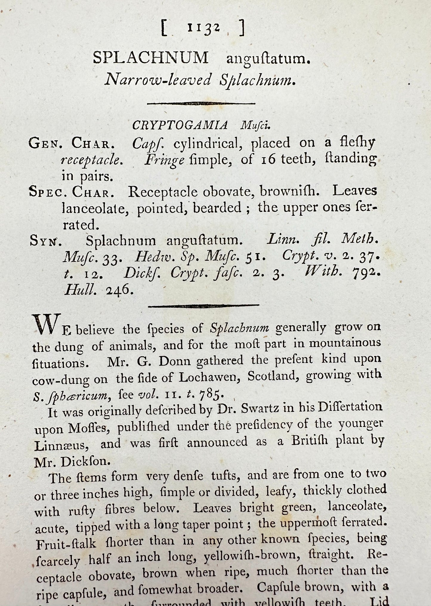 Antique Print - Sowerby - Splachnum Angustatum - Narrow-leaved Splachnum - F1