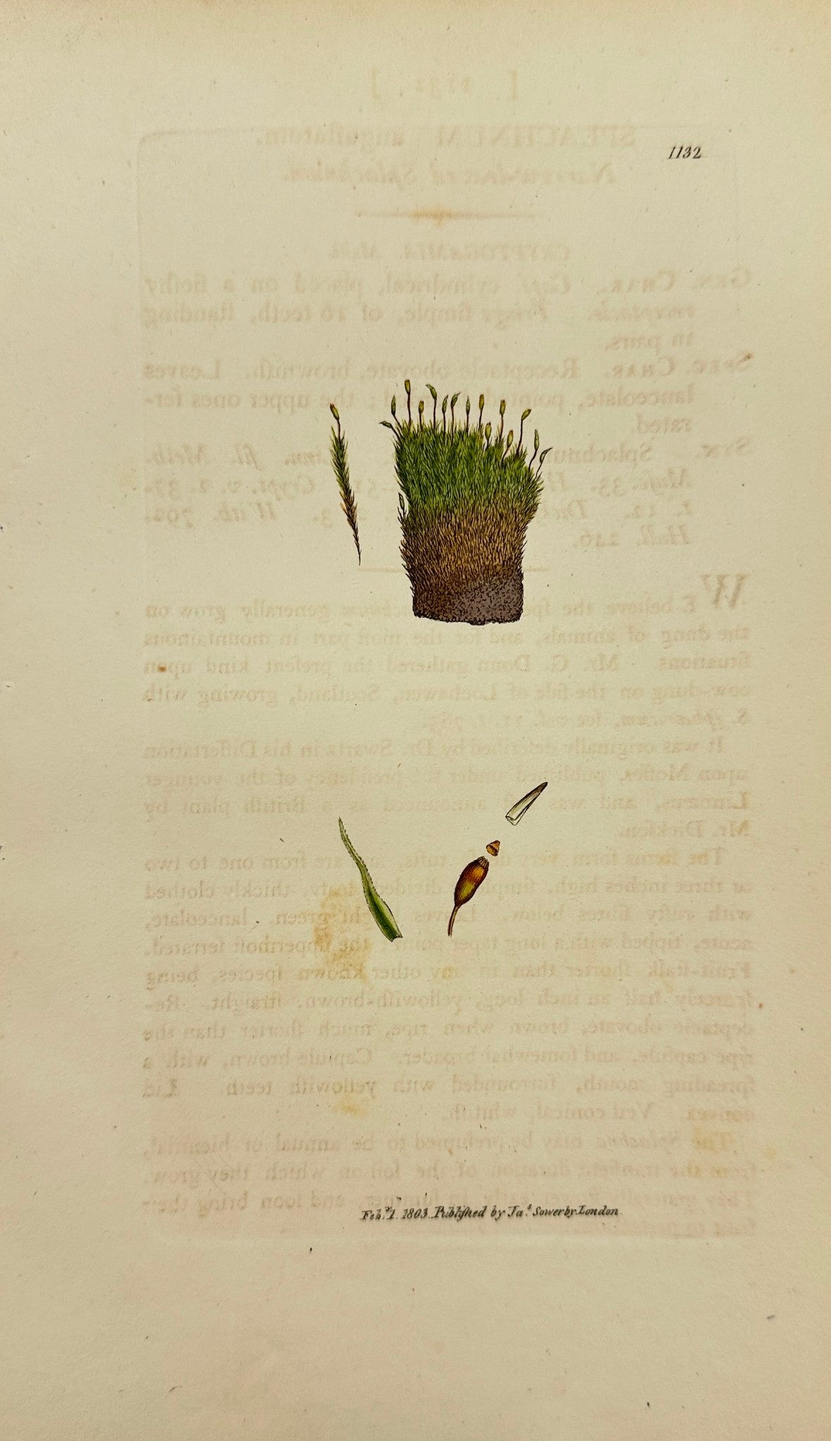 Antique Print - Sowerby - Splachnum Angustatum - Narrow-leaved Splachnum - F1