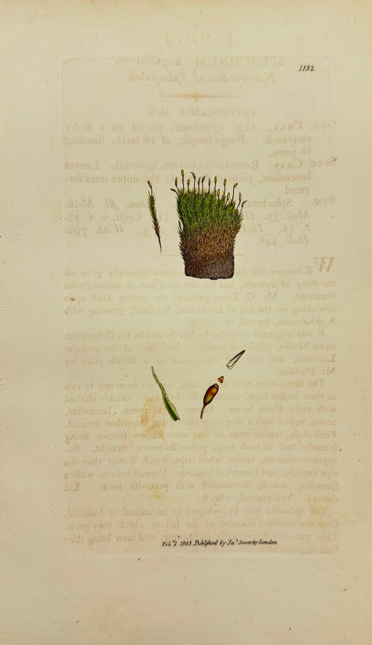 Antique Print - Sowerby - Splachnum Angustatum - Narrow-leaved Splachnum - F1