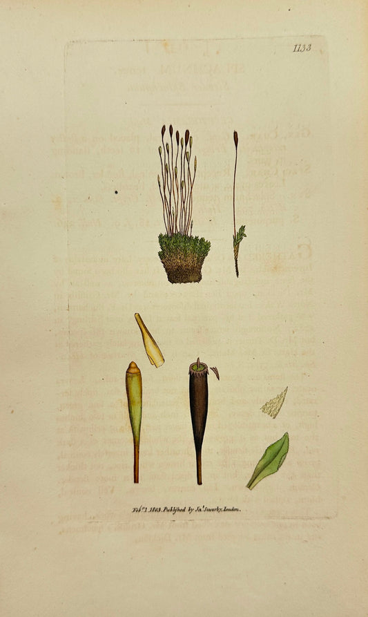 Antique Print - James Sowerby - Splachnum Tenue - Slender Splachnum - F1