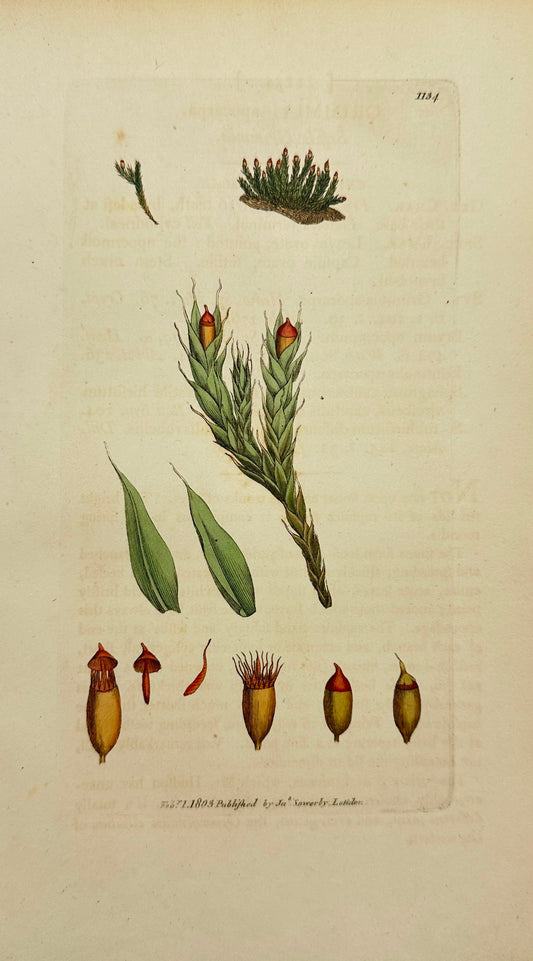 Antique Print - James Sowerby - Grimmia Apocarpa - Seffile Grimmia - F1