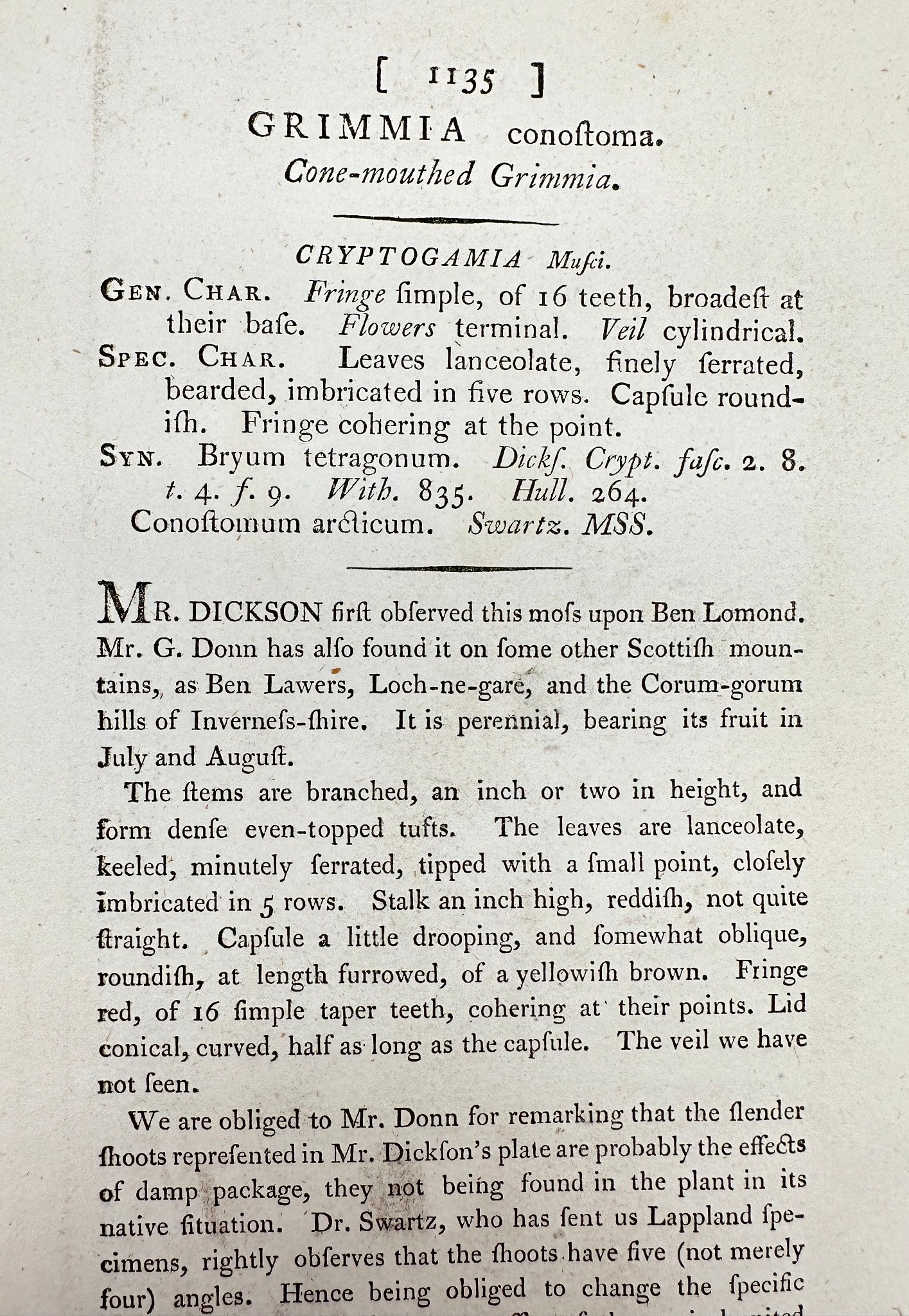 Antique Print - James Sowerby - Grimmia Conostoma - Cone-mouthed Grimmia - F1