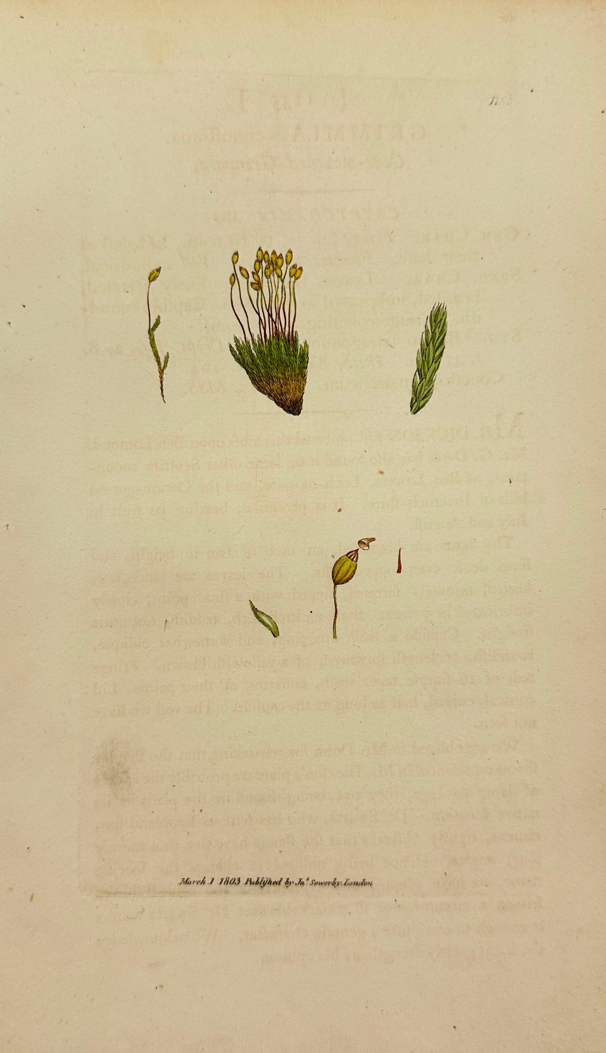 Antique Print - James Sowerby - Grimmia Conostoma - Cone-mouthed Grimmia - F1