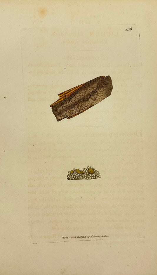 Antique Print - James Sowerby - Lichen Ehrhartianus - Ehrhartian Lichen - F1