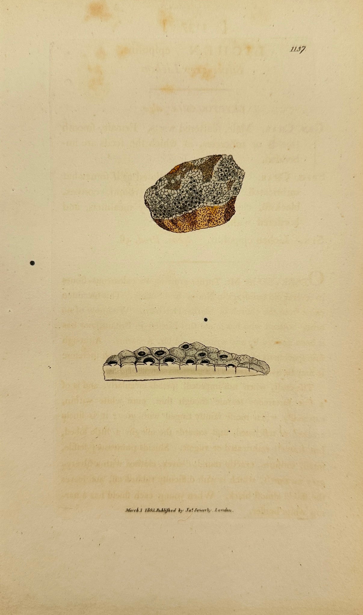 Antique Print - James Sowerby - Lichen Epipolius - Silver-grey Lichen - F1