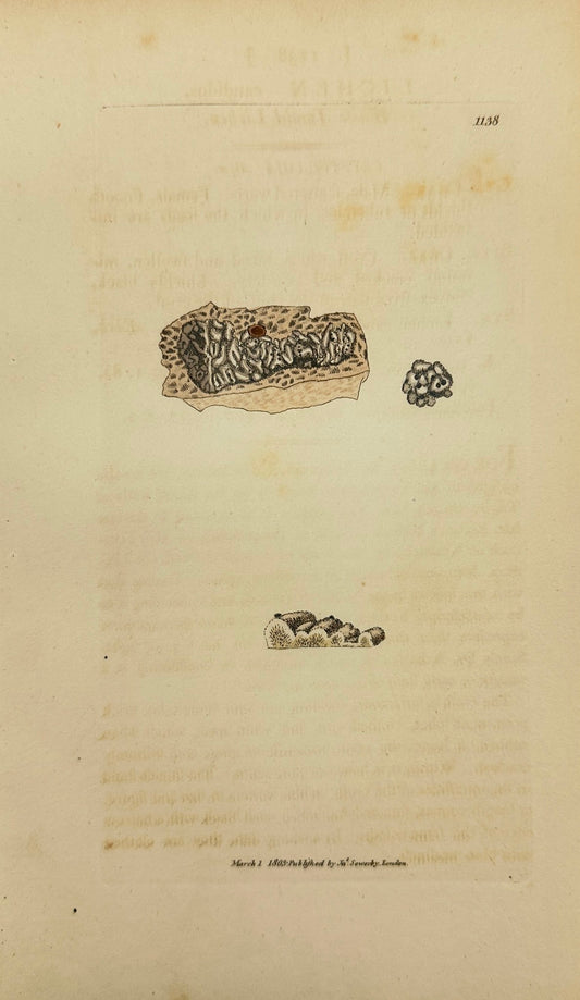 Antique Print - James Sowerby - Lichen Candidus - White Tumid Lichen - F1