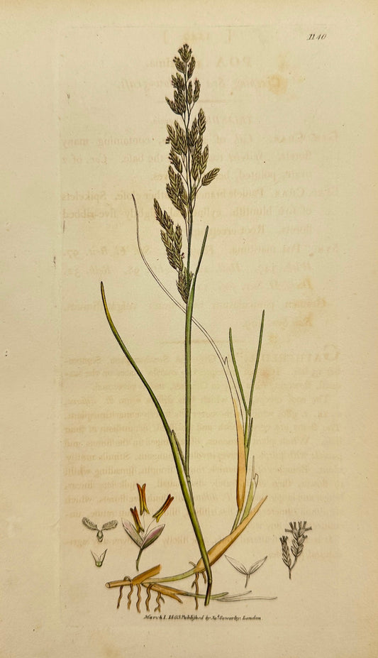 Antique Print - James Sowerby - Poa Maritima - Seashore Bluegrass - F1
