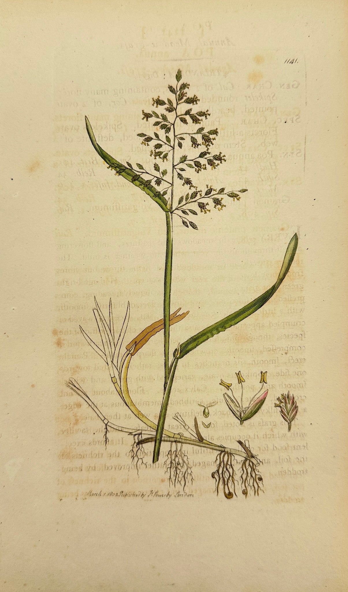 Antique Botanical Print - James Sowerby - Poa Annua - Annual Meadow-grass - F1