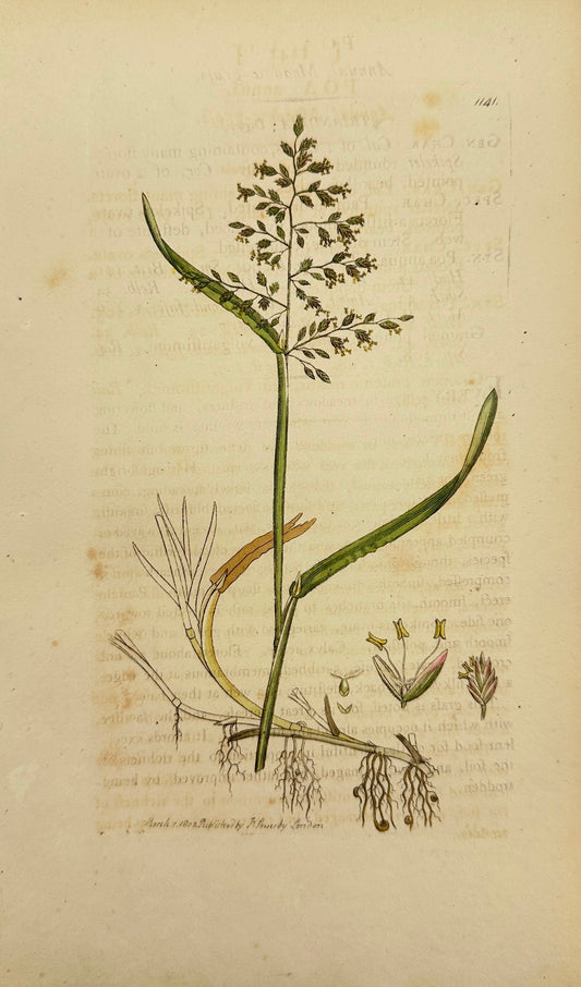 Antique Botanical Print - James Sowerby - Poa Annua - Annual Meadow-grass - F1
