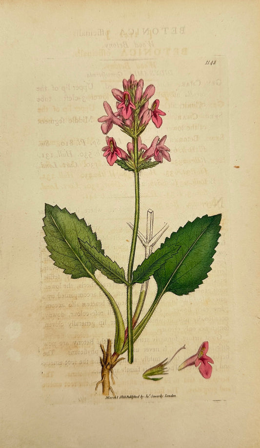 Antique Print - James Sowerby - Betonica Officinalis - Wood Betony - F1