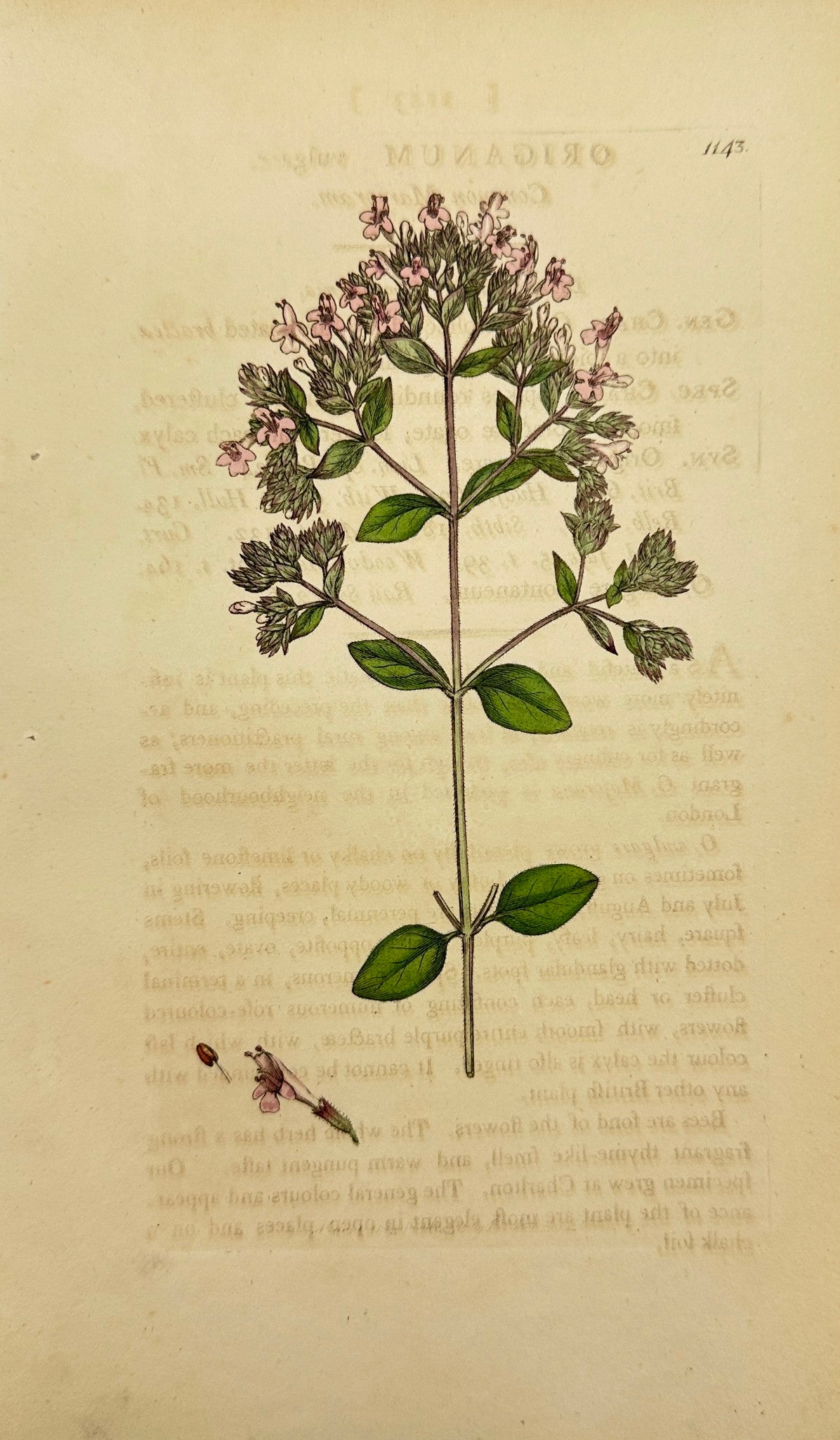 Antique Print - James Sowerby - Origanum Vulgare - Common Marjoram - F1