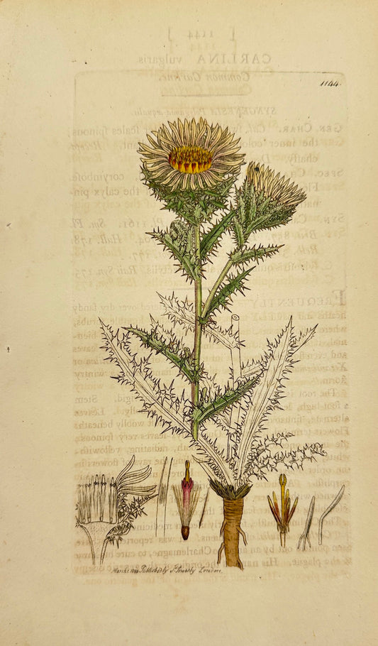 Antique Botanical Print - James Sowerby - Carlina Vulgaris - Common Carline - F1