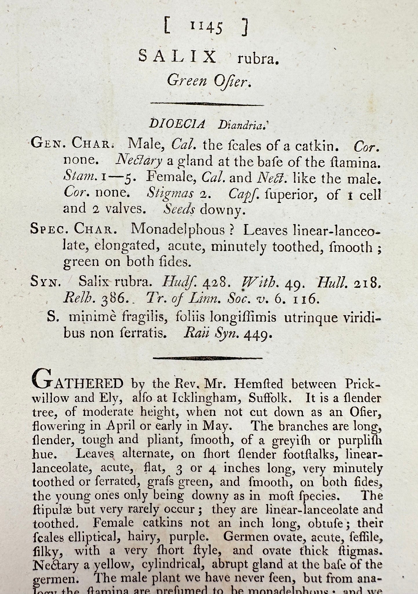 Antique Botanical Print - James Sowerby - Salix Rubra - Green Ofier - F1