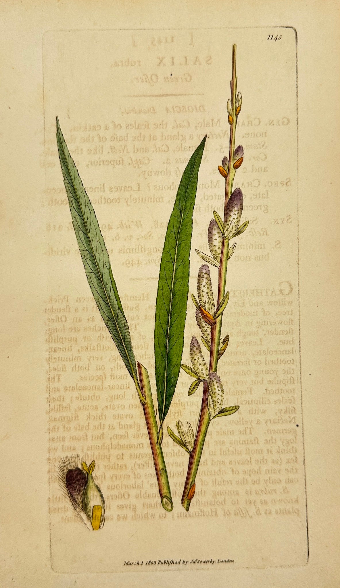 Antique Botanical Print - James Sowerby - Salix Rubra - Green Ofier - F1