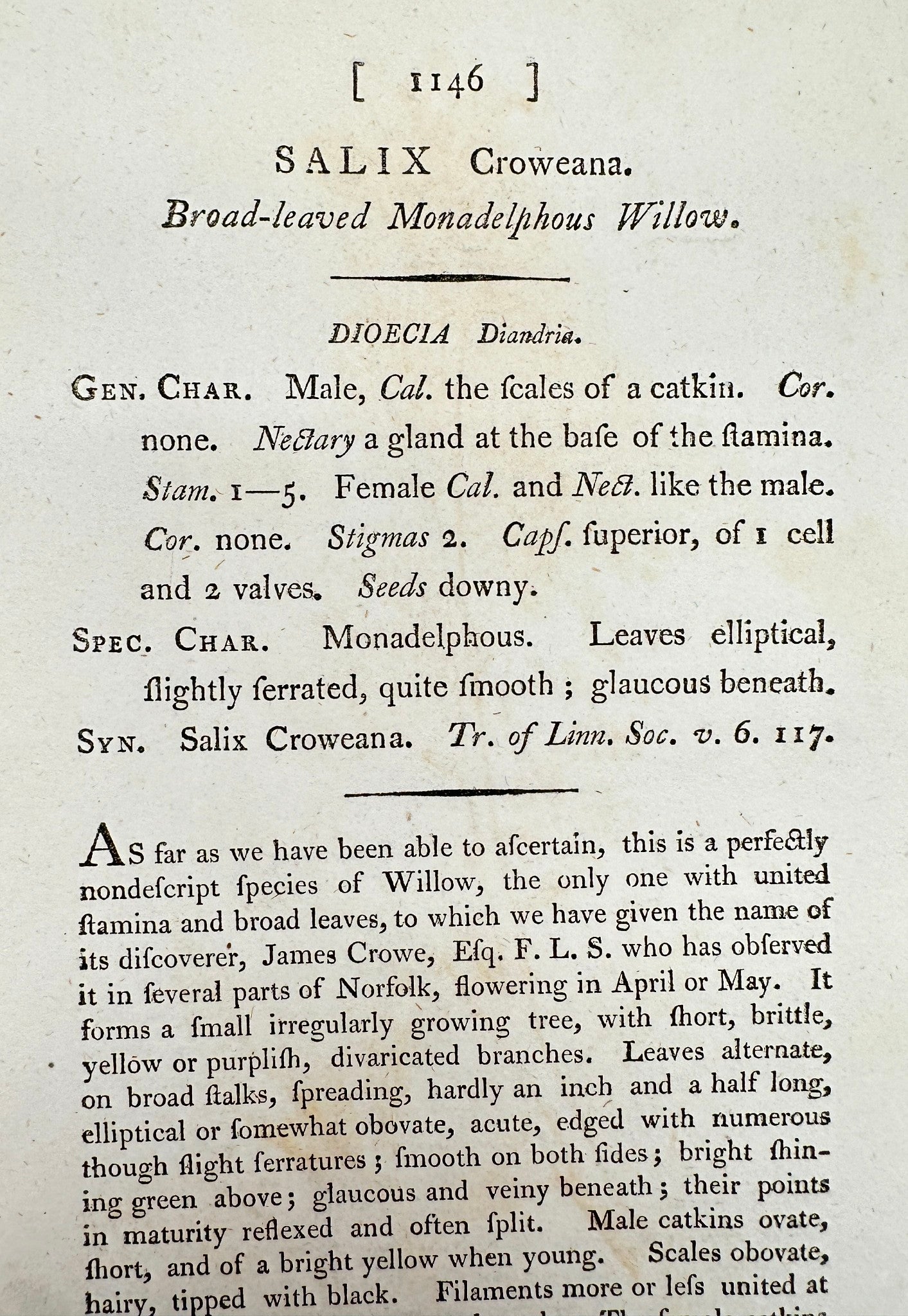 Antique Botanical Print - James Sowerby - Salix Croweana - Crowe's Willow - F1