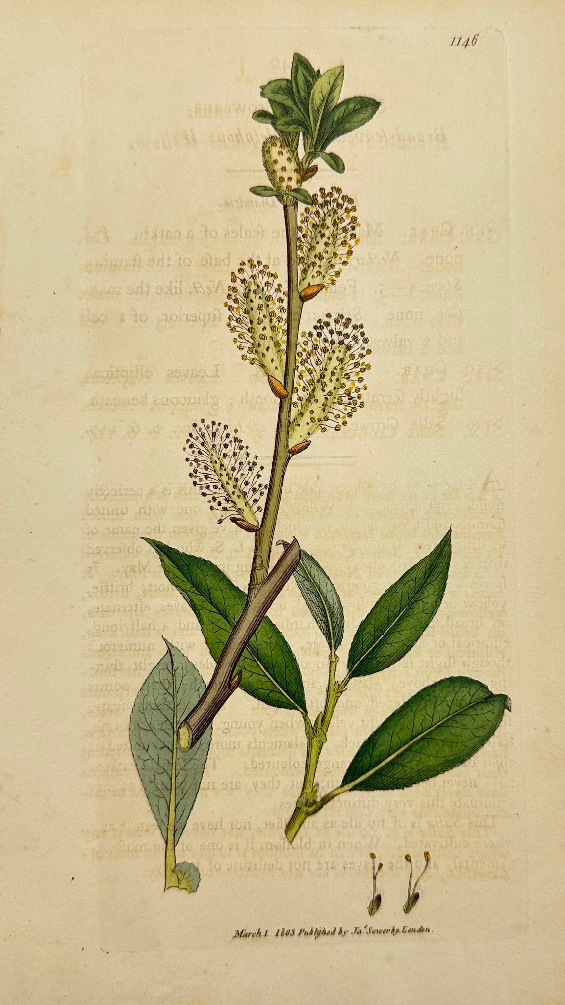 Antique Botanical Print - James Sowerby - Salix Croweana - Crowe's Willow - F1