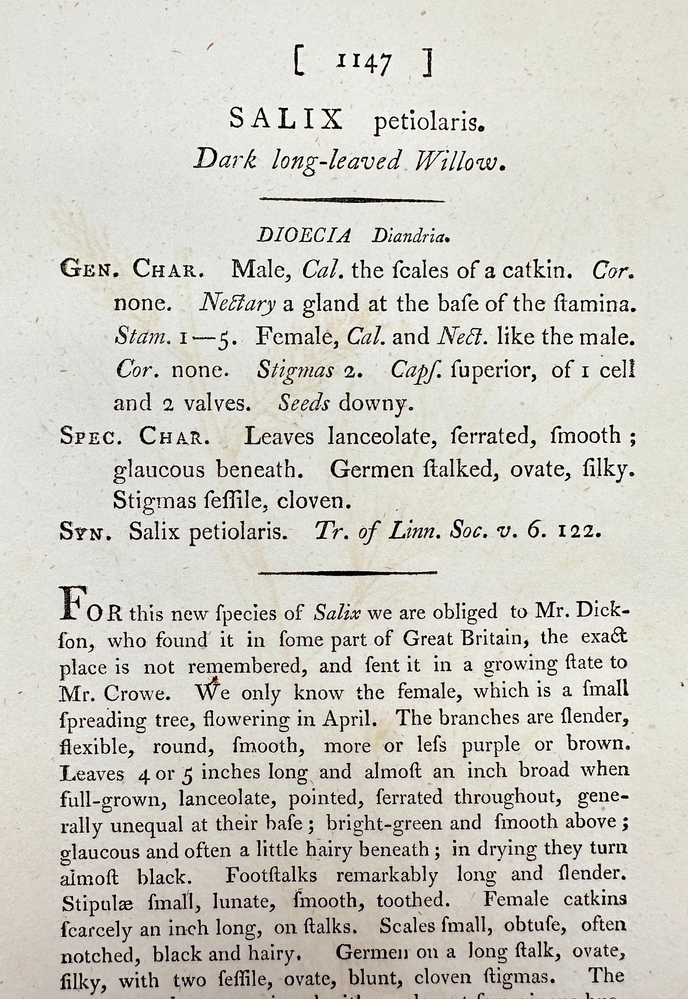 Antique Print - James Sowerby - Salix Petiolaris - Dark Long-leaved Willow - F1