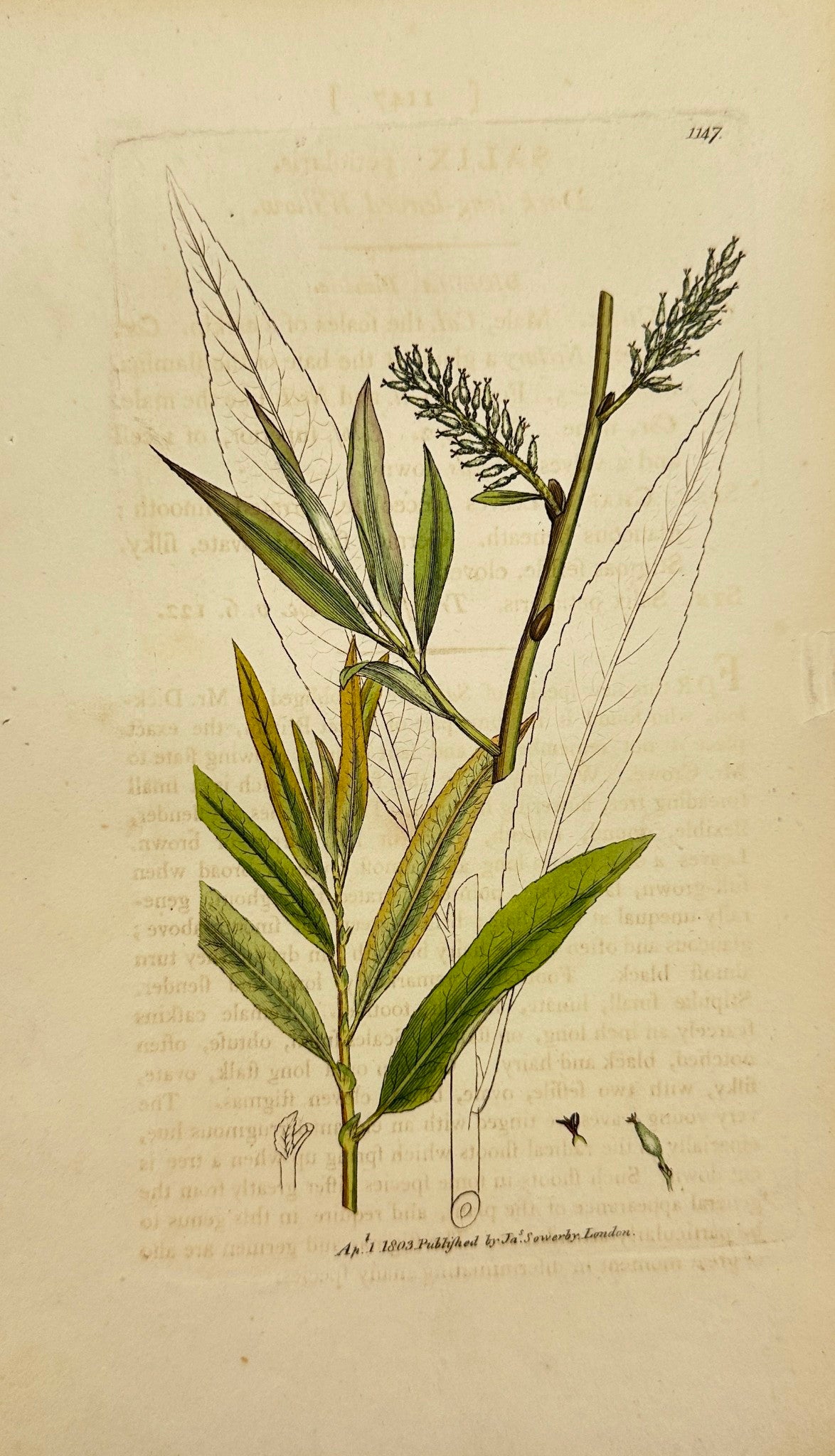 Antique Print - James Sowerby - Salix Petiolaris - Dark Long-leaved Willow - F1