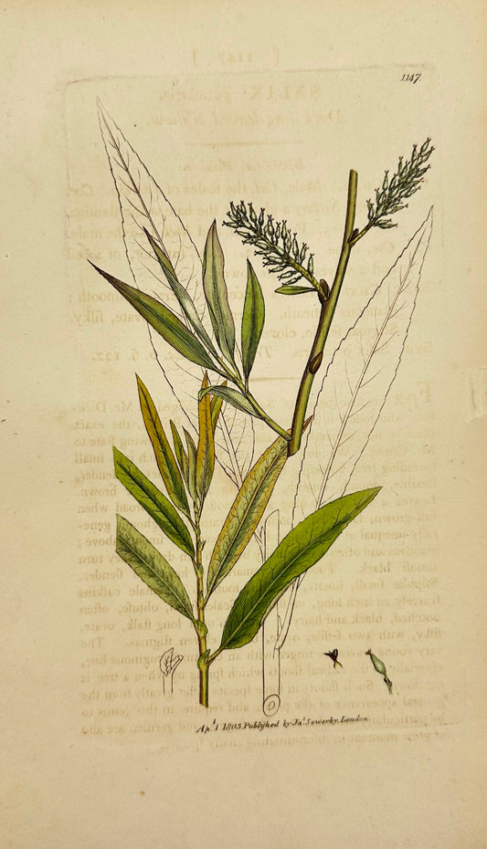 Antique Print - James Sowerby - Salix Petiolaris - Dark Long-leaved Willow - F1