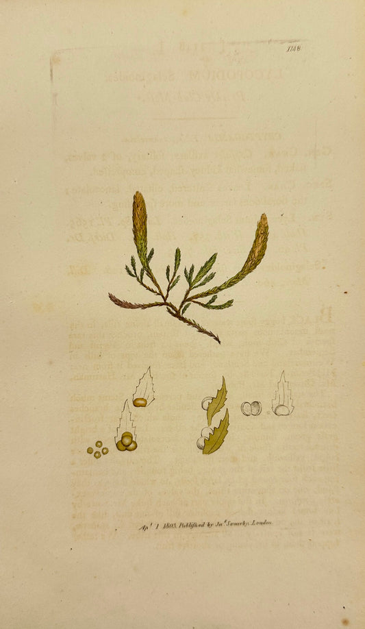 Antique Print - James Sowerby - Lycopodium Selaginoides - Prickly Club-Moss - F1
