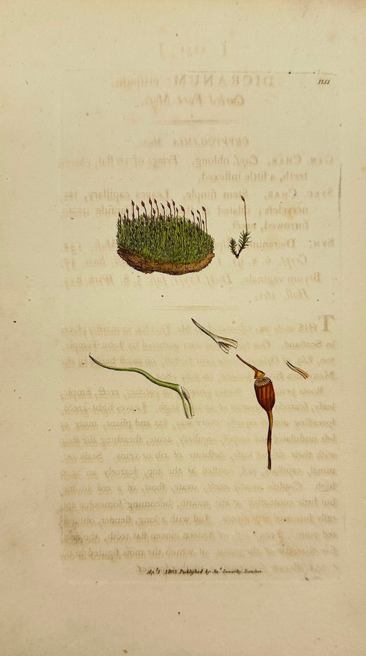 Antique Print - James Sowerby - Dicranum Crispum - Curled Fork-Moss - F1