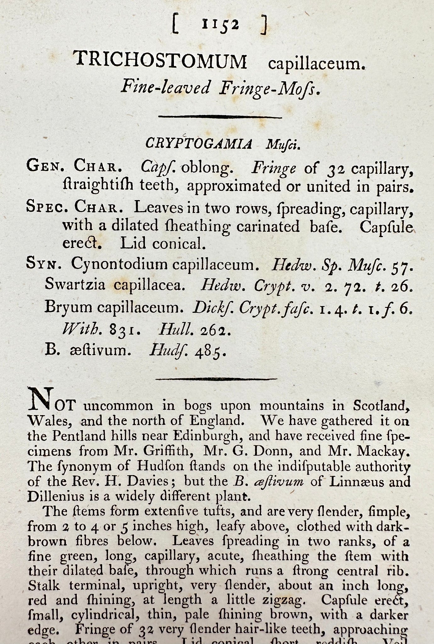 Antique Print - James Sowerby - Trichostomum Capillaceum - haircap Moss - F1