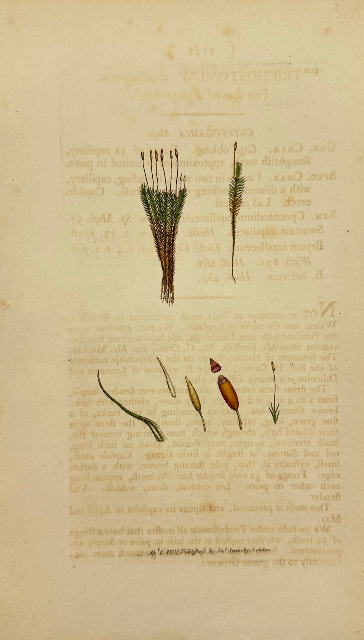 Antique Print - James Sowerby - Trichostomum Capillaceum - haircap Moss - F1